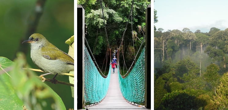  rainforest discovery centre sepilok sabah