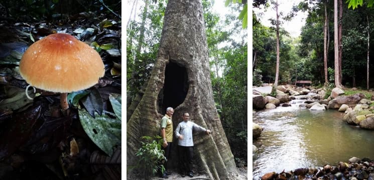 hutan-negeri-sungai-menyala-port-dickson