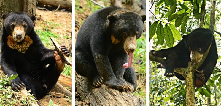 zoo menarik di sabah