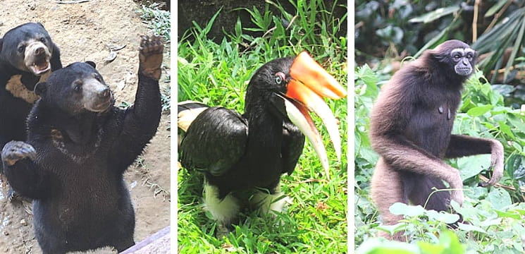 zoo menarik kota kinabalu