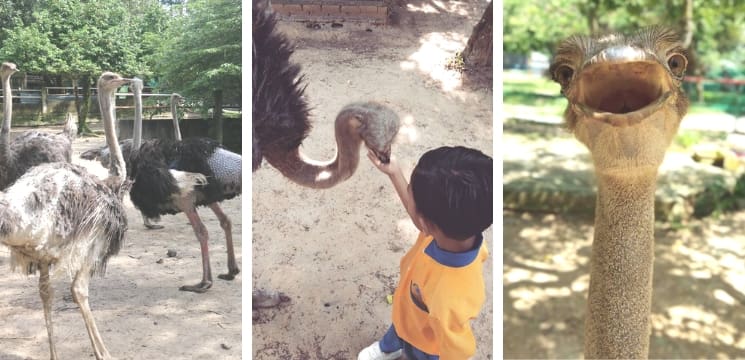 ladang burung unta pd