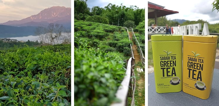 ladang teh sabah kundasang