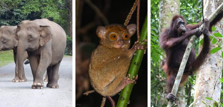 Danum valley sabah