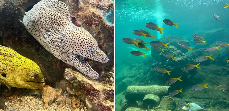 Aquarium & Marine Museum