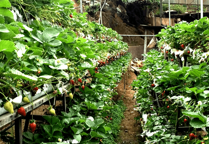 agrotech strawberi cameron highland