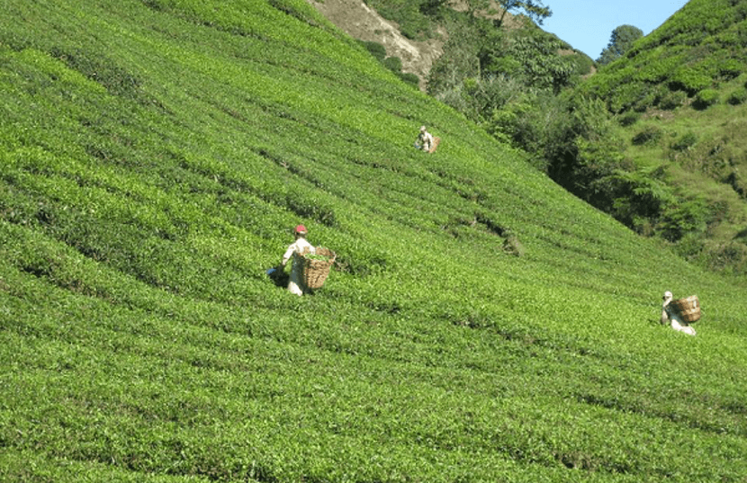 aktiviti menarik ladang teh boh