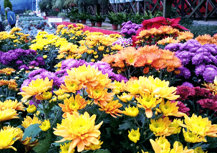 Big Red Strawberry Farm,Cameron Highland - MAHAL