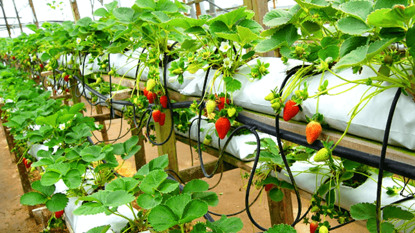 ladang strawberi cameron highland