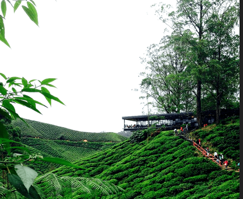 ladang teh boh cameron highland