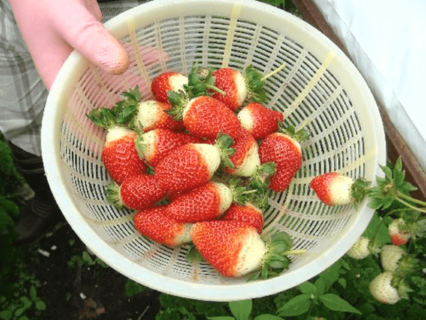 memetik strawberi di tanah tinggi cameron
