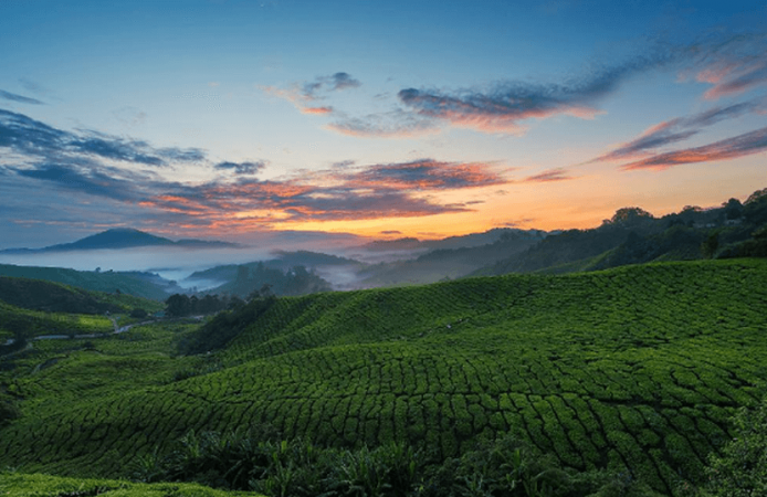 pemandangan menarik cameron highland