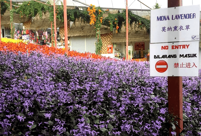 Taman Bunga  Lavender  Cameron Highland Aiskrim Lavender  