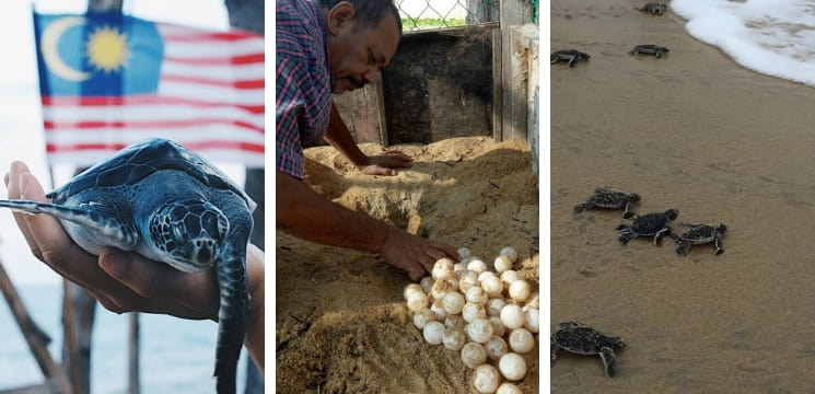 santuari penyu di kemaman terengganu