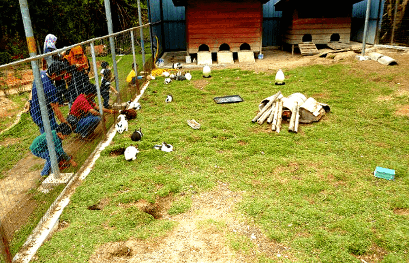 taman arnab di cameron highland