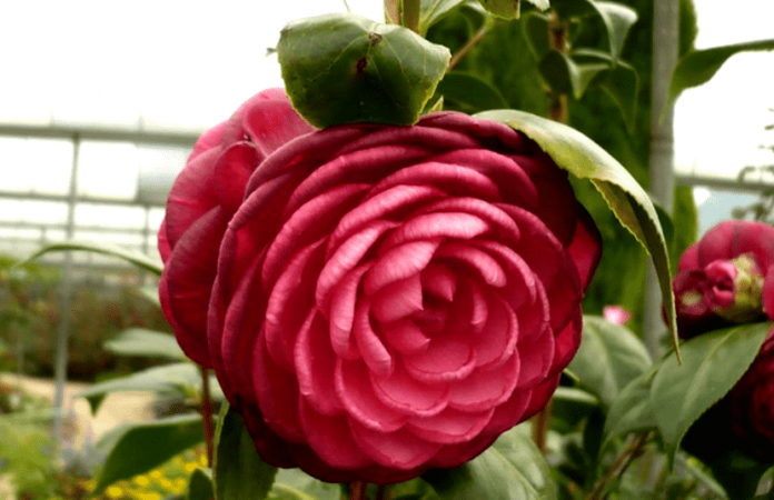 taman bunga menarik di cameron