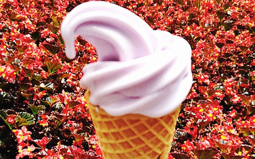  Taman Bunga Lavender  Cameron Highland Aiskrim Lavender  