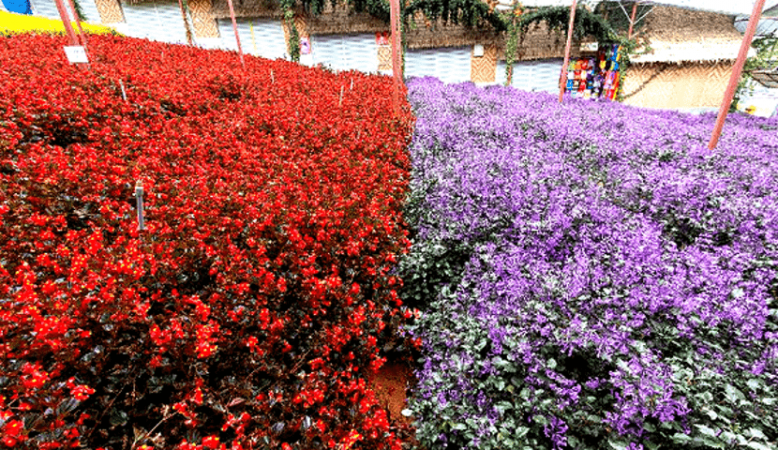 tarikan pelancongan tanah rata cameron