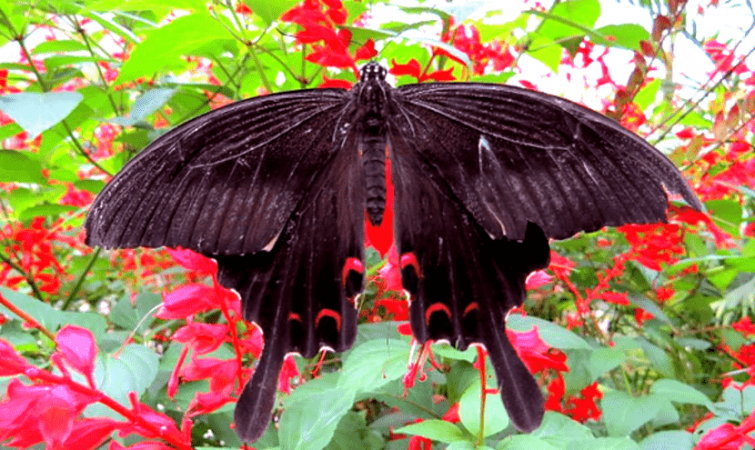 tempat menarik keluarga cameron highland