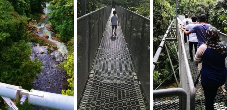 the tree top walk sungai sedim kedah