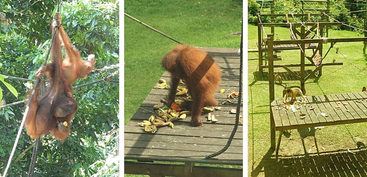 tempat menarik sandakan lihat orang utan