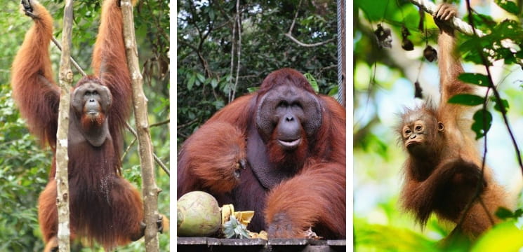 semenggoh wildlife centre kuching sarawak