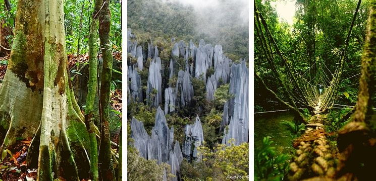 gunung mulu miri sarawak