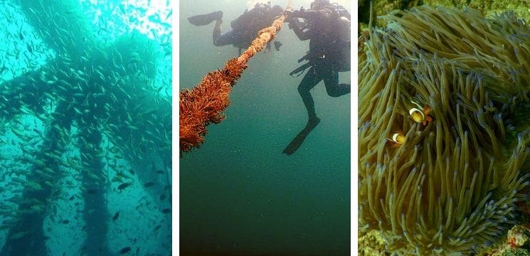 scuba diving in miri sarawak