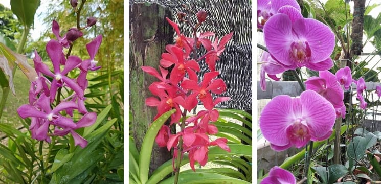  taman orkid kuching sarawak