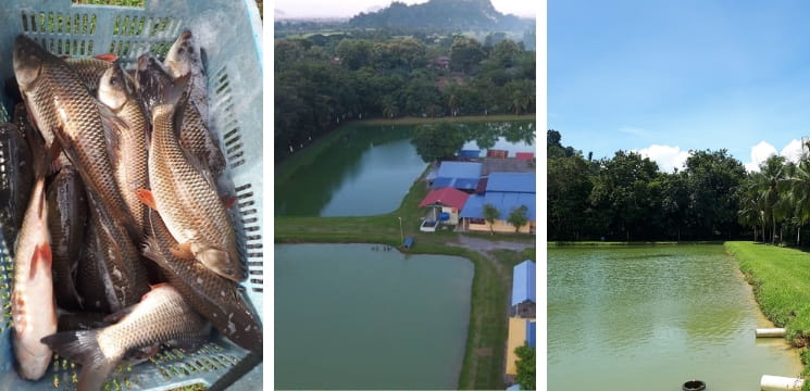 kolam mancing ikan perlis