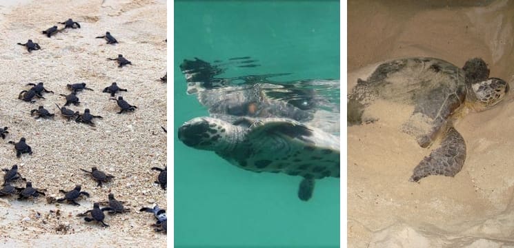 keindahan pulau penyu di sandakan sabah