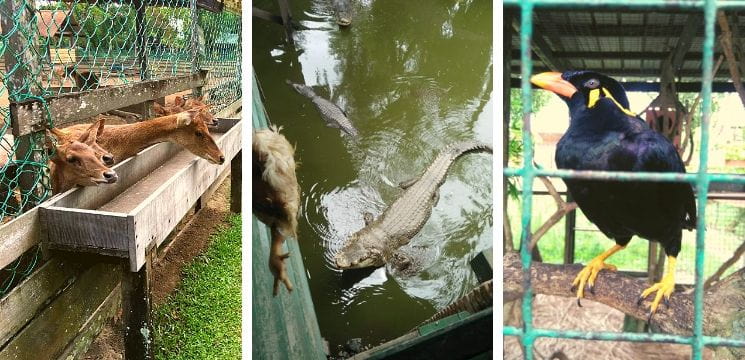  taman buaya miri zoo mini sarawak