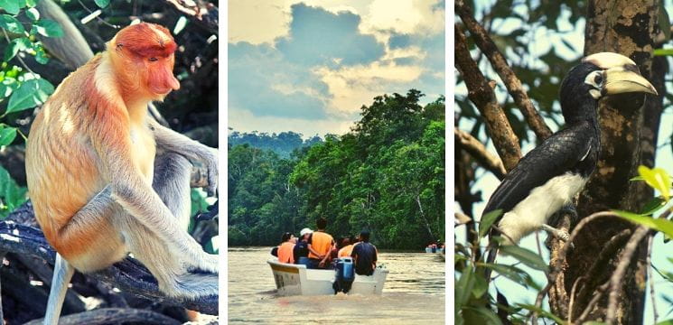 kinabatangan river cruise in sandakan sabah