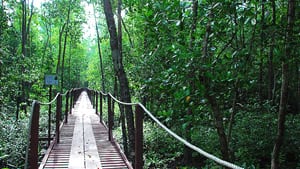 aktiviti menarik di kuala selangor