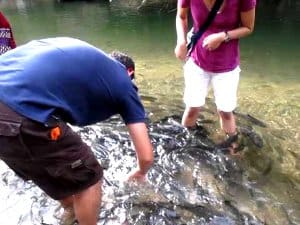 spa ikan kundasang sabah