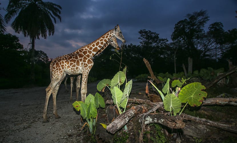 harga tiket night safari taiping