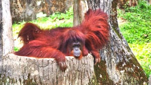 jalan jalan zoo taiping perak