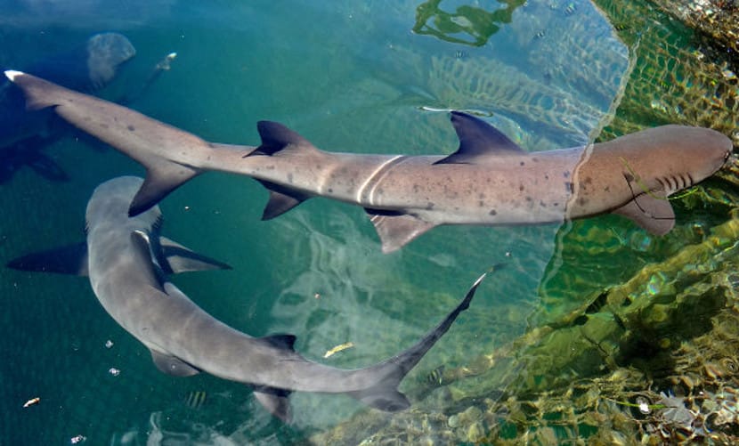 shark island di bali indonesia