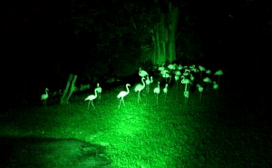 tempat menarik di taiping waktu malam