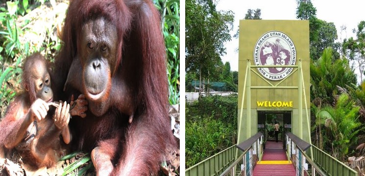 yayasan orang utan