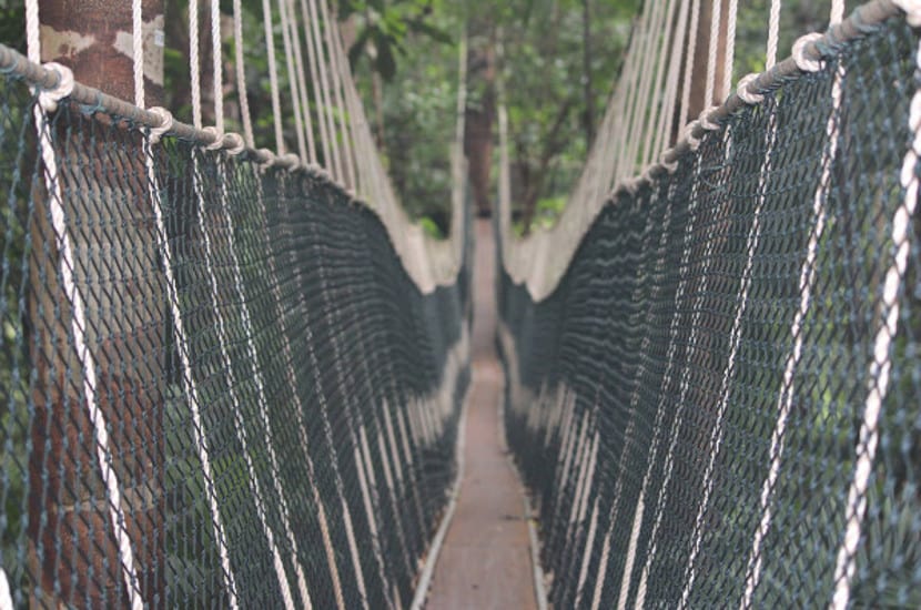 canopy walkway taman negara