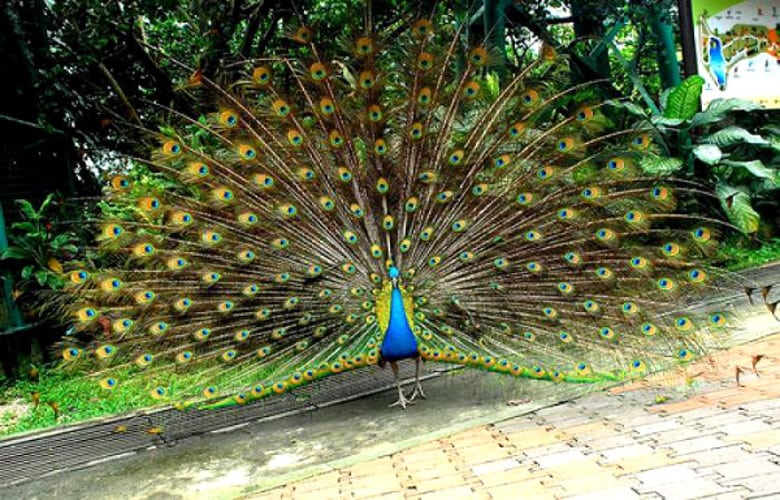 Taman Burung Kuala Lumpur Harga Tiket Info PENTING