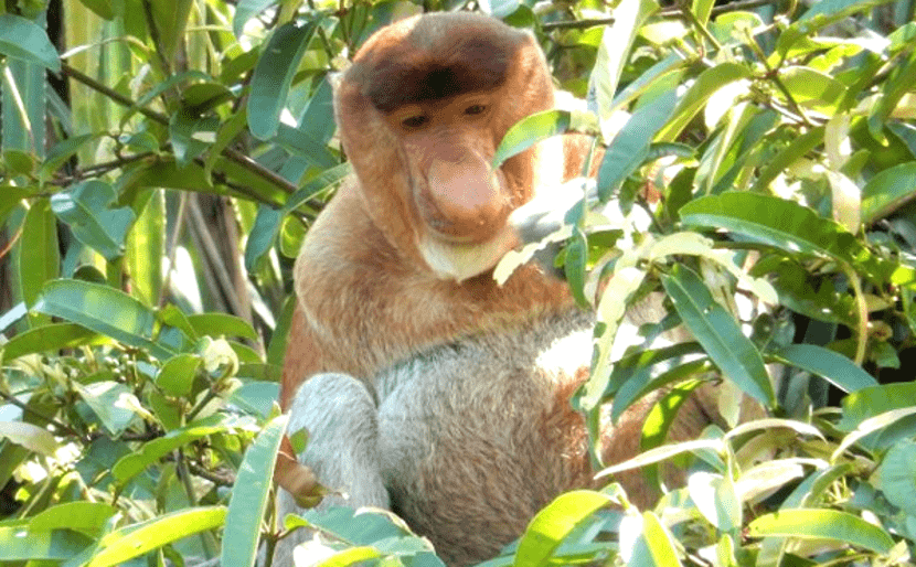 12 Baru Gambar Flora Dan Fauna Negara Malaysia