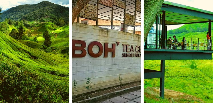 Tempat menarik di cameron highland 2021