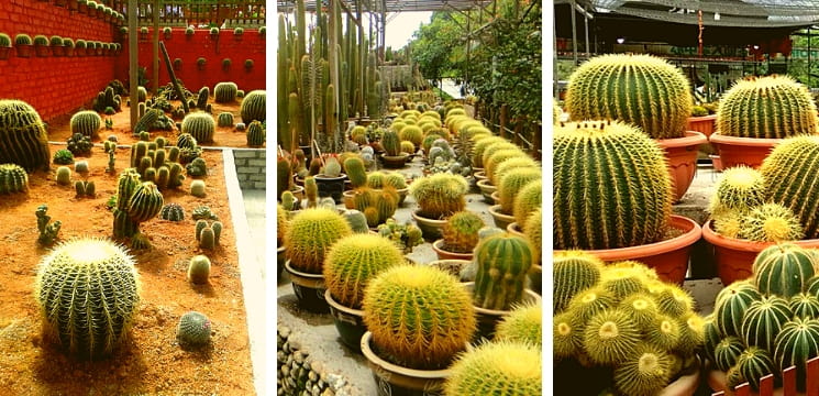 cactus valley brinchang cameron highland