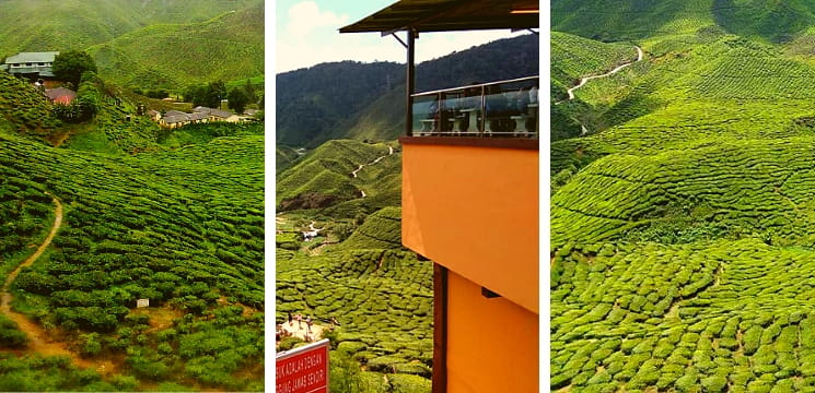  ladang teh barat tanah rata