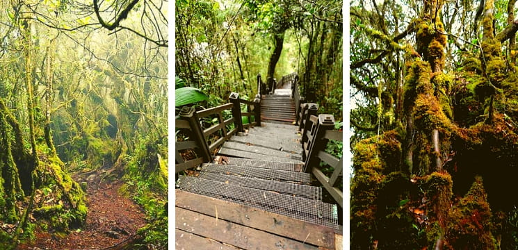 mossy forest gunung brinchang cameron