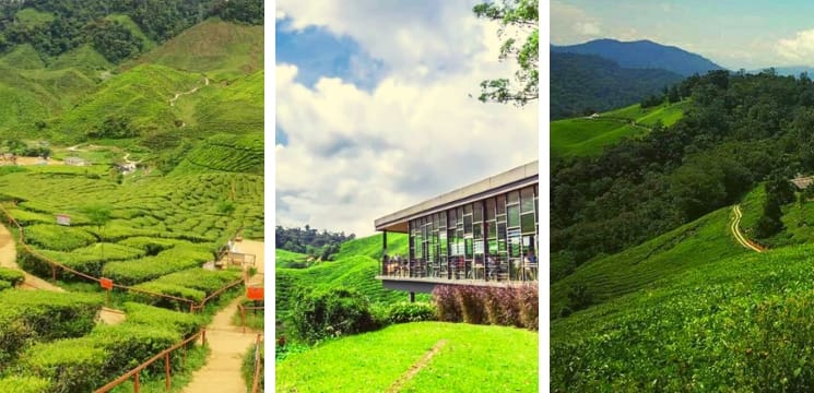 boh tea garden ringlet habu