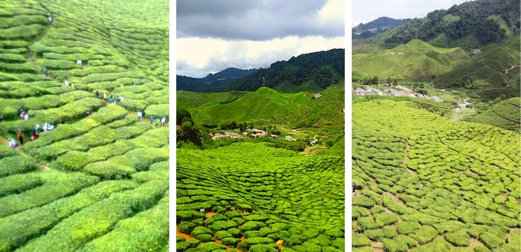 ladang teh bharat cameron highland