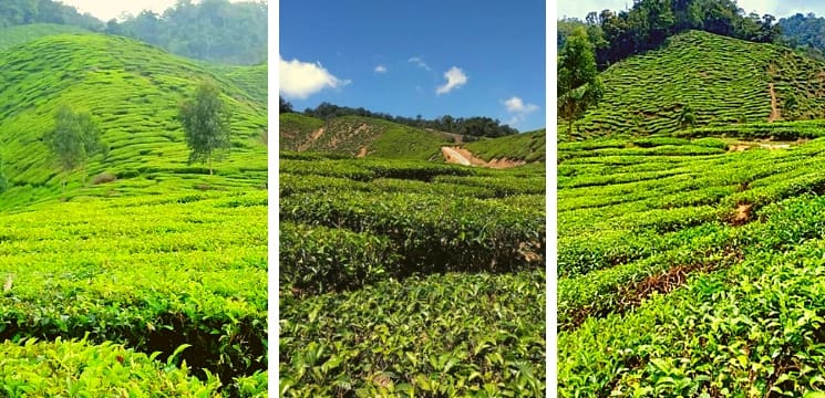 ladang teh kuala terla cameron