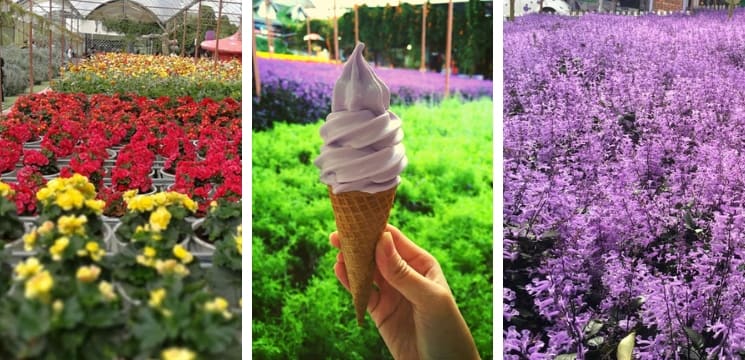 taman lavender cameron highland